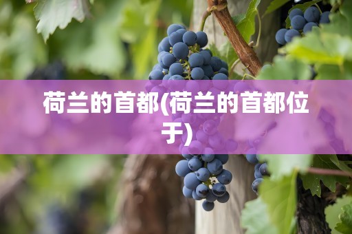 荷兰的首都(荷兰的首都位于)