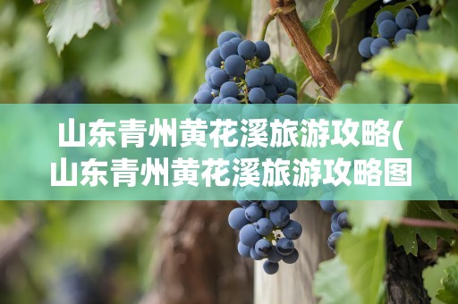 山东青州黄花溪旅游攻略(山东青州黄花溪旅游攻略图)