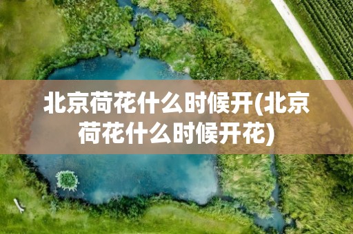 北京荷花什么时候开(北京荷花什么时候开花)