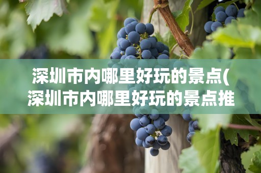 深圳市内哪里好玩的景点(深圳市内哪里好玩的景点推荐)
