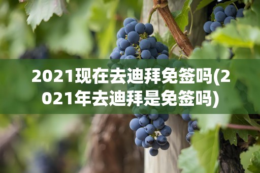 2021现在去迪拜免签吗(2021年去迪拜是免签吗)