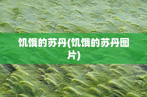 饥饿的苏丹(饥饿的苏丹图片)