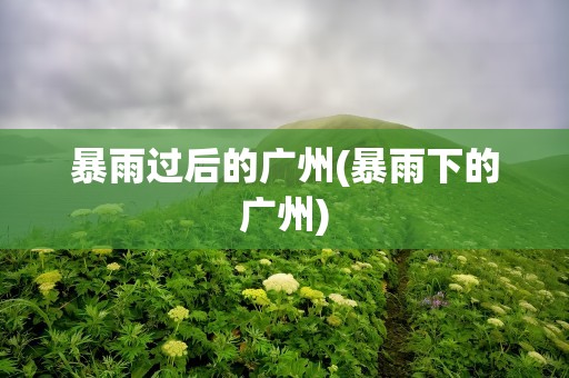暴雨过后的广州(暴雨下的广州)
