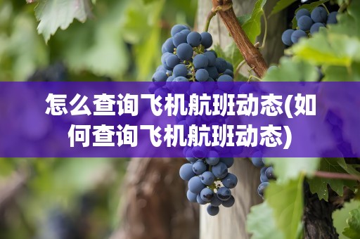 怎么查询飞机航班动态(如何查询飞机航班动态)