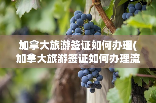 加拿大旅游签证如何办理(加拿大旅游签证如何办理流程)
