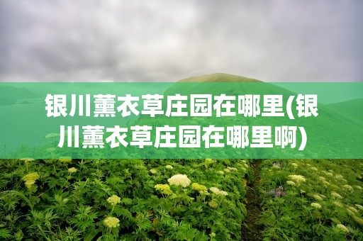 银川薰衣草庄园在哪里(银川薰衣草庄园在哪里啊)