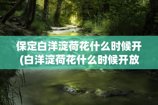 保定白洋淀荷花什么时候开(白洋淀荷花什么时候开放)