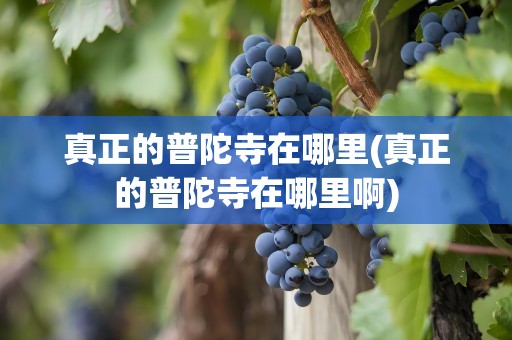 真正的普陀寺在哪里(真正的普陀寺在哪里啊)