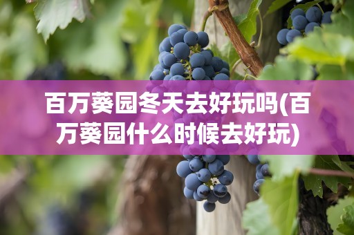 百万葵园冬天去好玩吗(百万葵园什么时候去好玩)