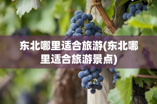 东北哪里适合旅游(东北哪里适合旅游景点)
