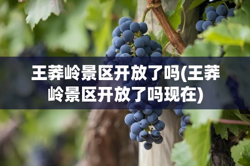 王莽岭景区开放了吗(王莽岭景区开放了吗现在)