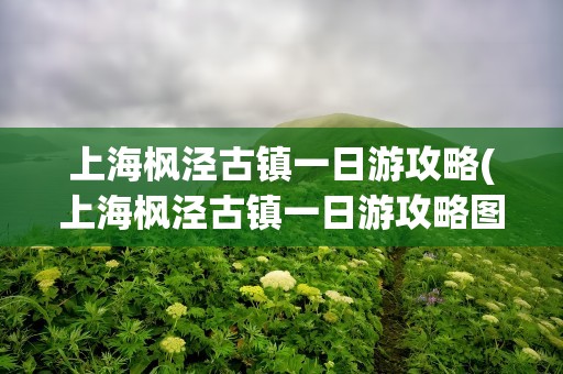 上海枫泾古镇一日游攻略(上海枫泾古镇一日游攻略图)