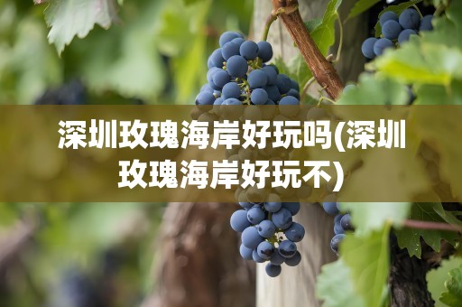 深圳玫瑰海岸好玩吗(深圳玫瑰海岸好玩不)