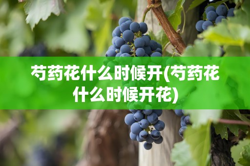 芍药花什么时候开(芍药花什么时候开花)