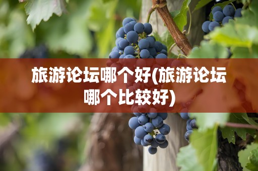 旅游论坛哪个好(旅游论坛哪个比较好)