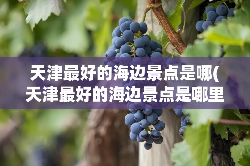天津最好的海边景点是哪(天津最好的海边景点是哪里)