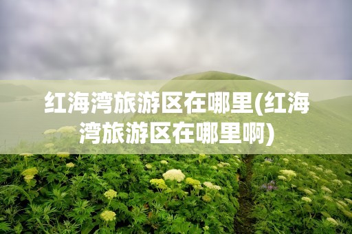 红海湾旅游区在哪里(红海湾旅游区在哪里啊)