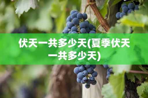 伏天一共多少天(夏季伏天一共多少天)