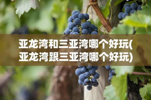 亚龙湾和三亚湾哪个好玩(亚龙湾跟三亚湾哪个好玩)