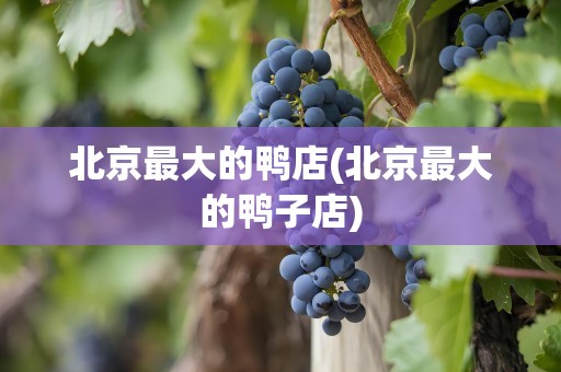 北京最大的鸭店(北京最大的鸭子店)