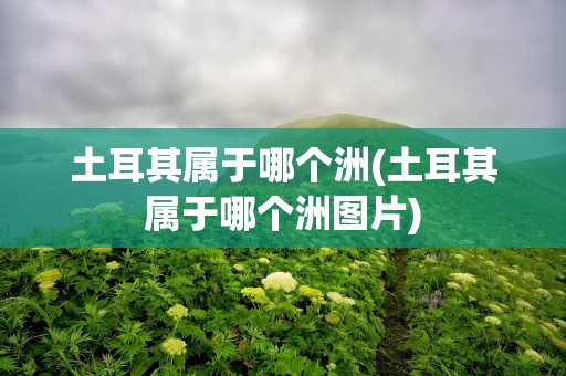 土耳其属于哪个洲(土耳其属于哪个洲图片)