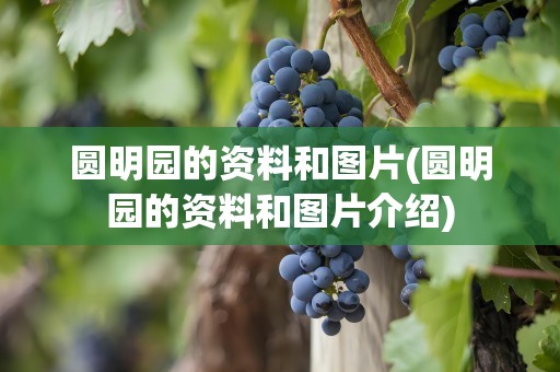 圆明园的资料和图片(圆明园的资料和图片介绍)