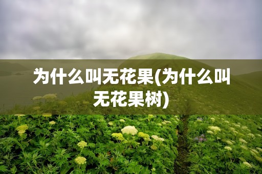 为什么叫无花果(为什么叫无花果树)