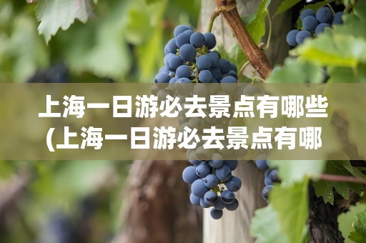 上海一日游必去景点有哪些(上海一日游必去景点有哪些地方)
