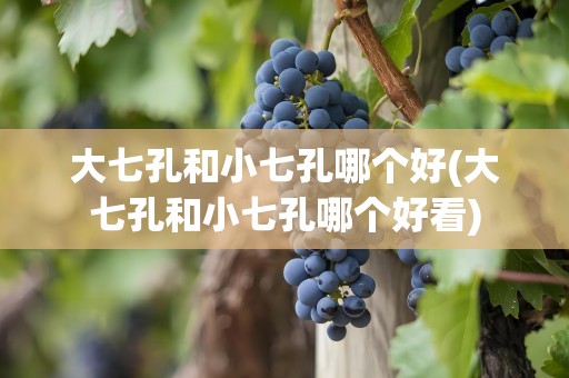 大七孔和小七孔哪个好(大七孔和小七孔哪个好看)