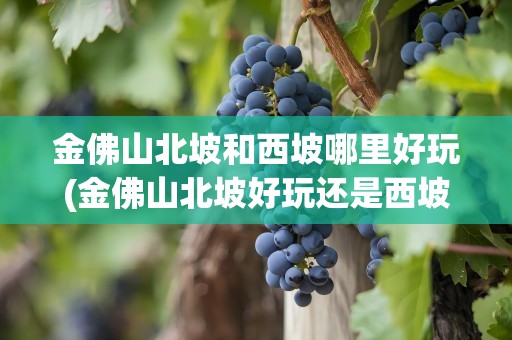 金佛山北坡和西坡哪里好玩(金佛山北坡好玩还是西坡好玩)