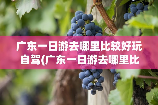 广东一日游去哪里比较好玩自驾(广东一日游去哪里比较好玩自驾游)