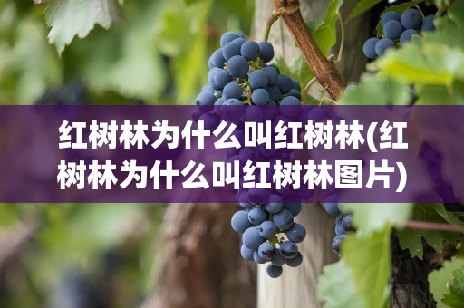 红树林为什么叫红树林(红树林为什么叫红树林图片)