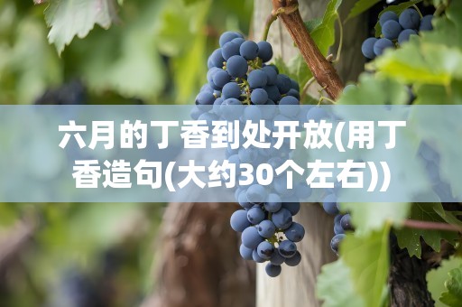 六月的丁香到处开放(用丁香造句(大约30个左右))