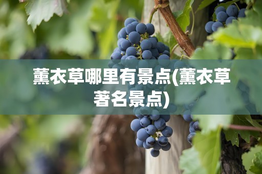 薰衣草哪里有景点(薰衣草著名景点)