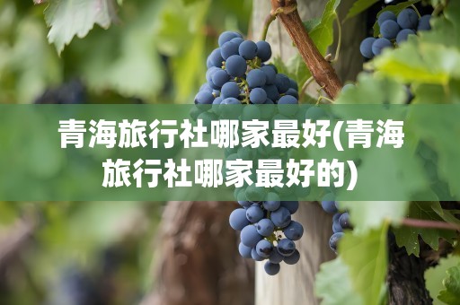 青海旅行社哪家最好(青海旅行社哪家最好的)