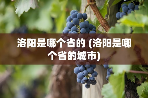 洛阳是哪个省的 (洛阳是哪个省的城市)