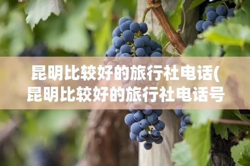 昆明比较好的旅行社电话(昆明比较好的旅行社电话号码)
