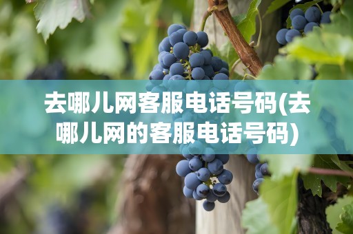 去哪儿网客服电话号码(去哪儿网的客服电话号码)