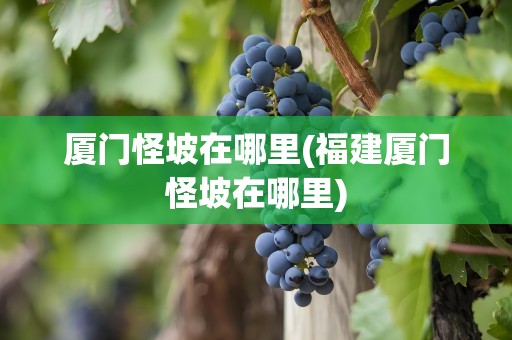 厦门怪坡在哪里(福建厦门怪坡在哪里)