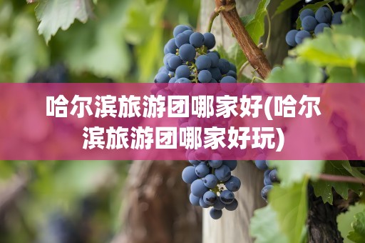 哈尔滨旅游团哪家好(哈尔滨旅游团哪家好玩)