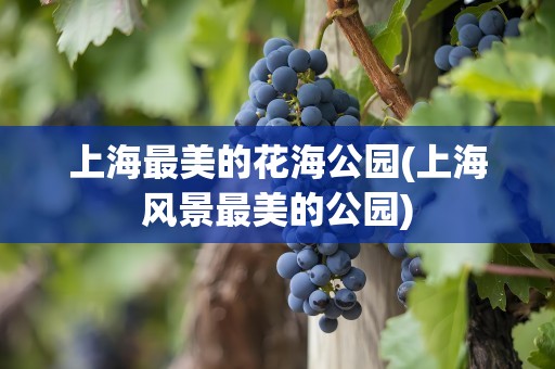 上海最美的花海公园(上海风景最美的公园)