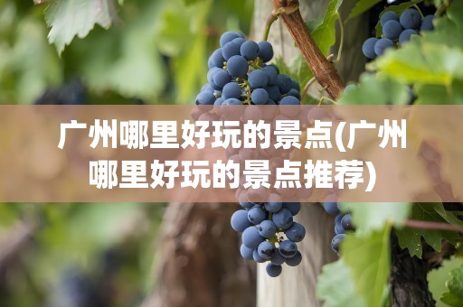 广州哪里好玩的景点(广州哪里好玩的景点推荐)