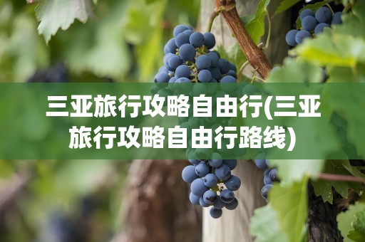 三亚旅行攻略自由行(三亚旅行攻略自由行路线)