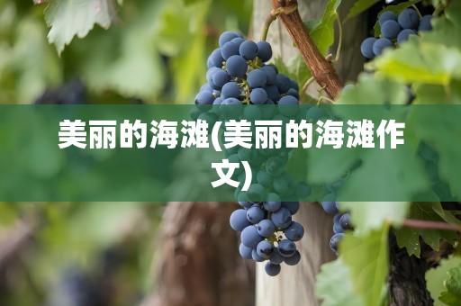 美丽的海滩(美丽的海滩作文)