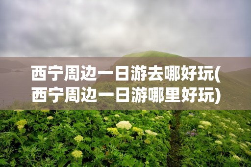西宁周边一日游去哪好玩(西宁周边一日游哪里好玩)