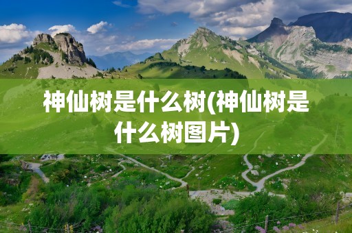 神仙树是什么树(神仙树是什么树图片)