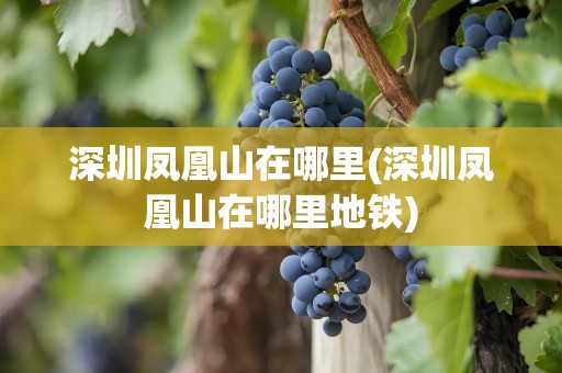 深圳凤凰山在哪里(深圳凤凰山在哪里地铁)