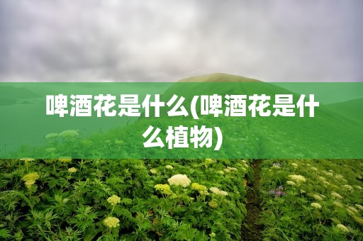 啤酒花是什么(啤酒花是什么植物)