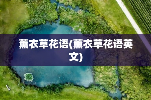 薰衣草花语(薰衣草花语英文)