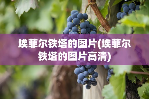 埃菲尔铁塔的图片(埃菲尔铁塔的图片高清)